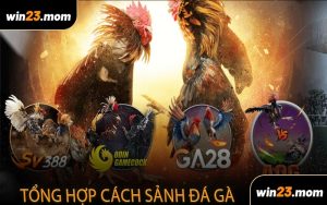 Tổng Hợp Cách Sảnh Đá Gà WIN23