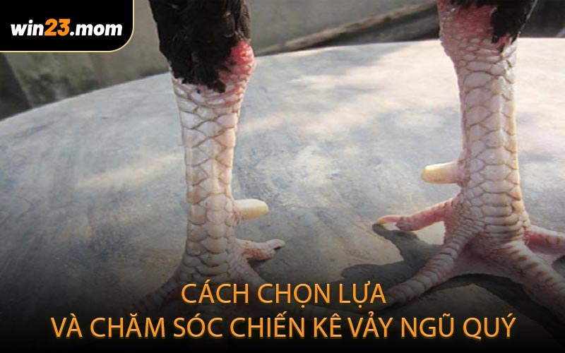 Cách chọn lựa và chăm sóc chiến kê vảy ngũ quý