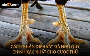Cách nhận diện vảy gà ngũ quý chính xác nhất cho cược thủ