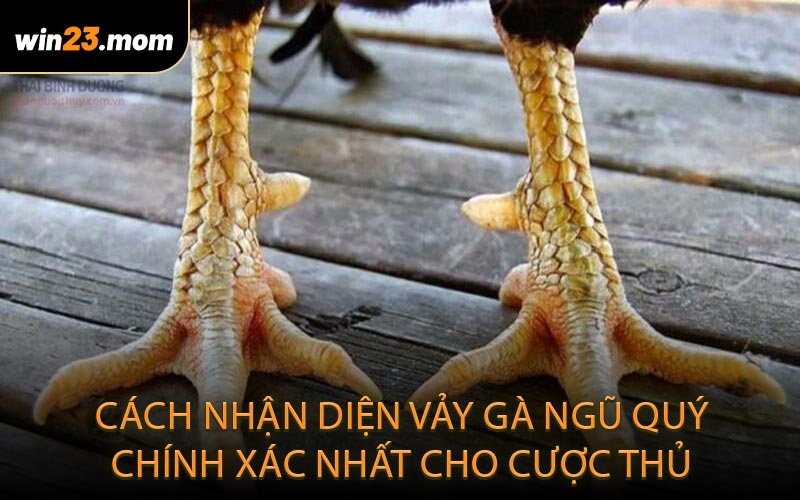 Cách nhận diện vảy gà ngũ quý chính xác nhất cho cược thủ
