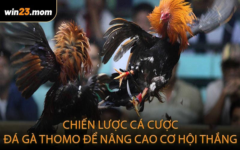 Chiến lược cá cược đá gà Thomo để nâng cao cơ hội thắng