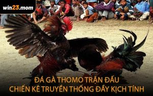 Đá gà Thomo – Trận đấu chiến kê truyền thống đầy kịch tính