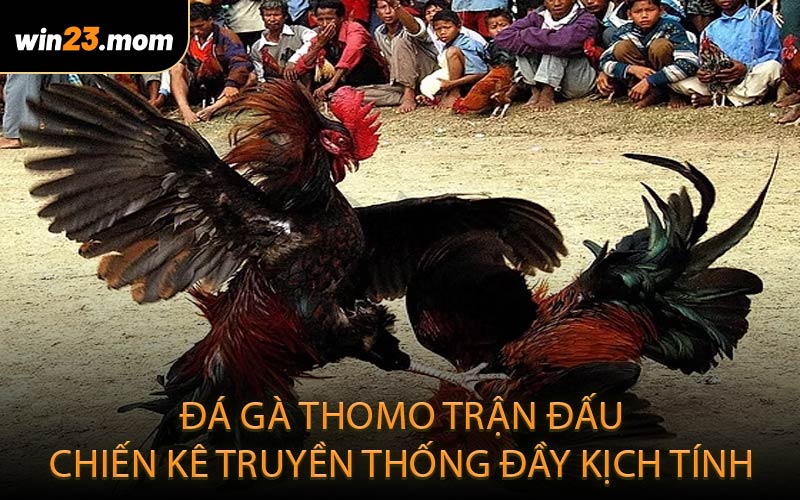 Đá gà Thomo – Trận đấu chiến kê truyền thống đầy kịch tính