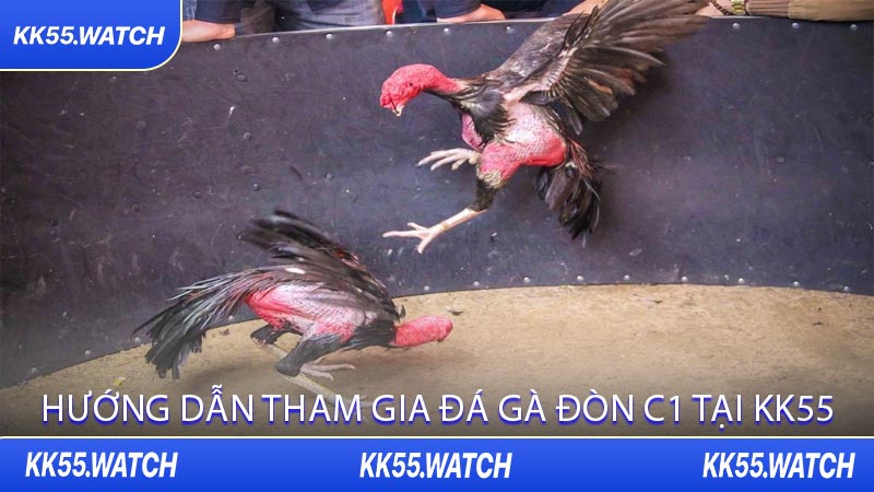 Hướng Dẫn Tham Gia Đá Gà Đòn C1 Tại KK55
