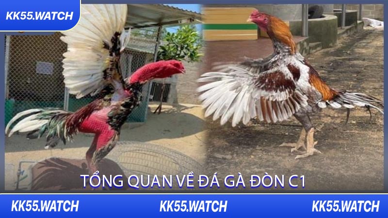 Tổng Quan Về Đá Gà Đòn C1